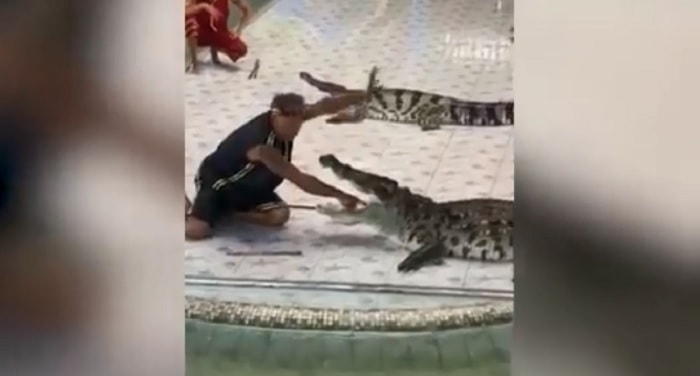 coccodrillo azzanna braccio addestratore