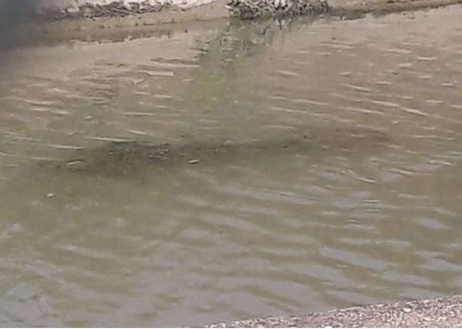 Maccarese, psicosi coccodrillo: "Si aggira per i canali". E spunta una FOTO...2