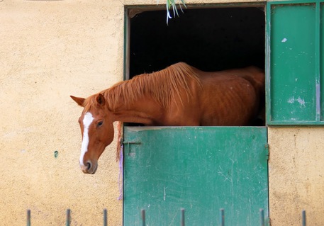 ivrea ubriaco cavallo