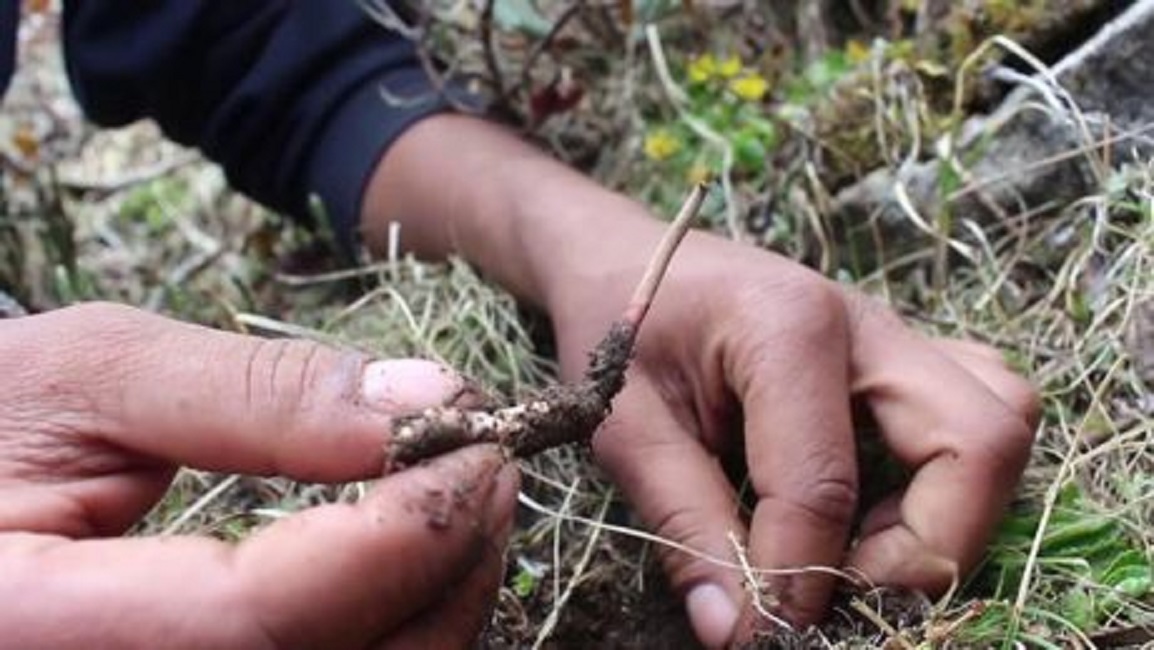 Yarsagumba o "viagra dell'Himalaya": la pericolosa caccia al fungo che vale più dell'oro