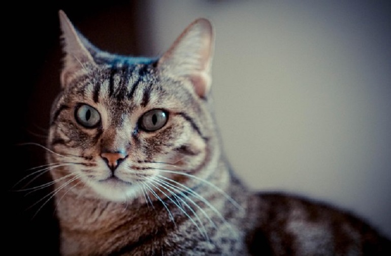 Australia, il padrone che ha deciso di nutrire la gatta con una rigorosa dieta vegana (foto Ansa)