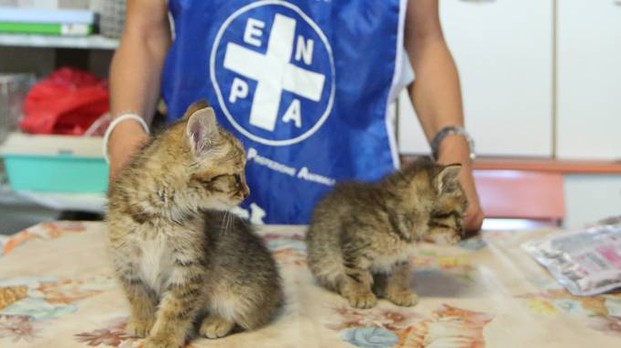 Maltrattamenti sugli animali: un indagato ogni 90 minuti