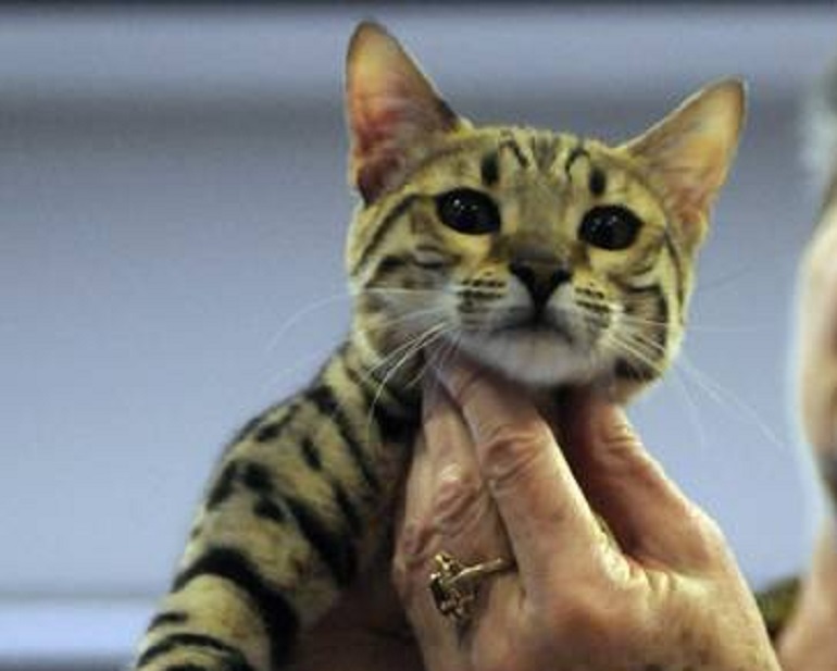 Milano, gatto di Bengala tenuto chiuso nel negozio. La denuncia di AIDAA (foto Ansa)