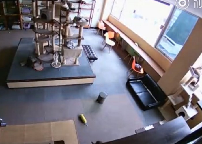 Giappone gatti terremoto