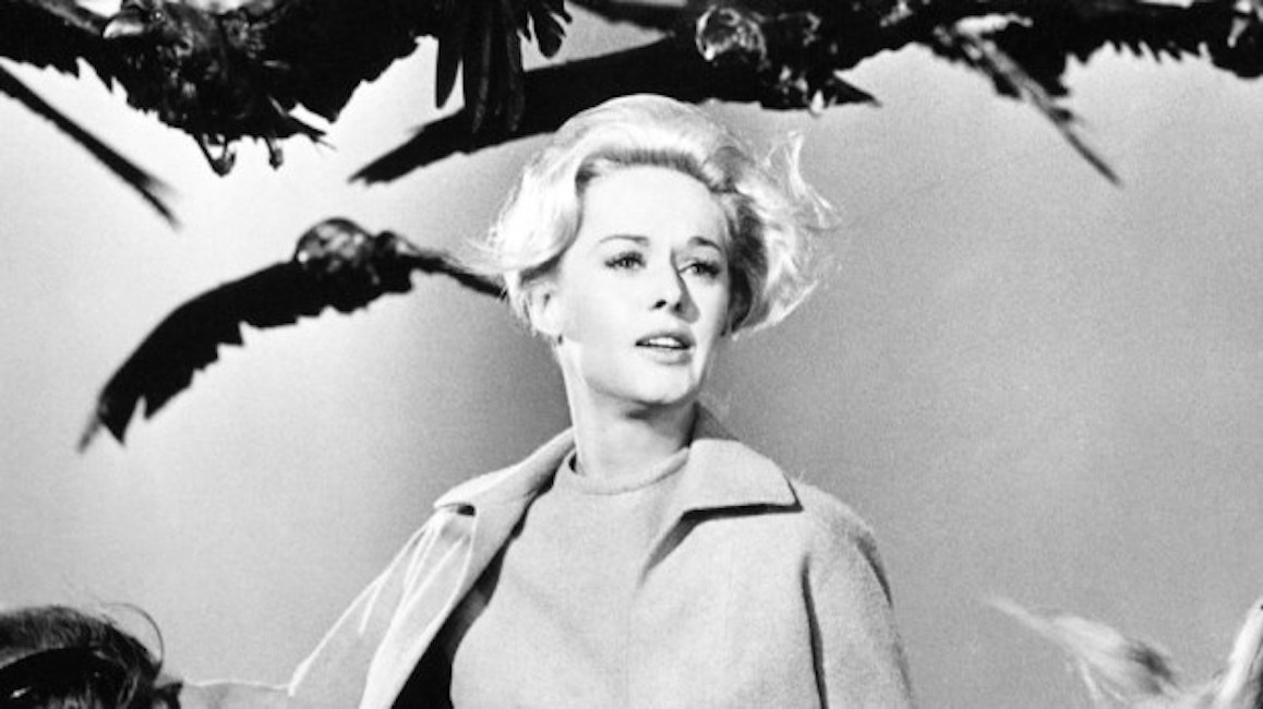 Corvi, migliaia di attacchi a Vancouver: come nel film di Hitchcock