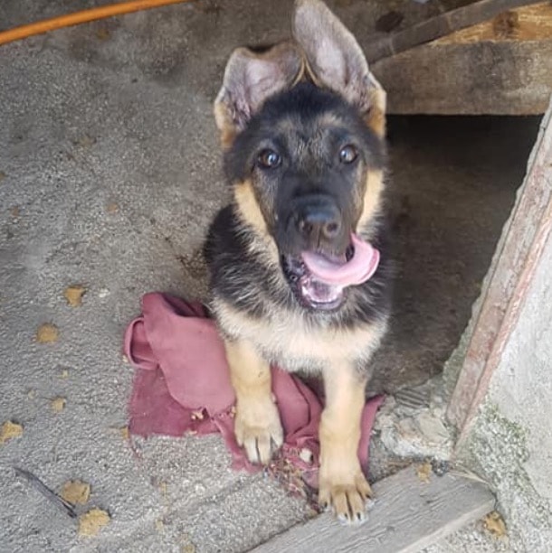 Kora prenderà il posto di papà Kaos, cane eroe del terremoto avvelenato