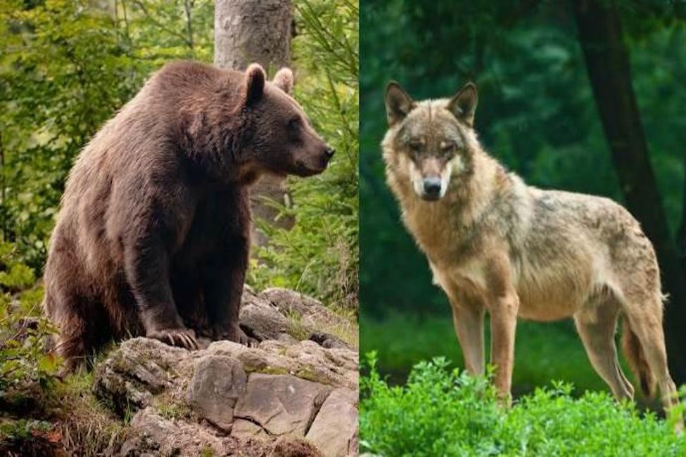 Lupi e orsi 100 in tutto, danni 175 mila euro in un anno. Trentino, Alto Adige e Veneto isterici lamenti