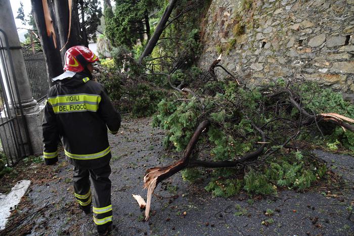 Mantova tromba aria crolla pino