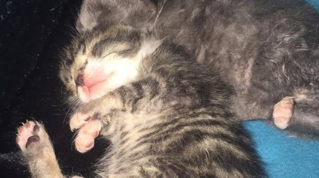 Ficarolo (Rovigo), gattini gettati da un'auto in corsa: morti sul colpo