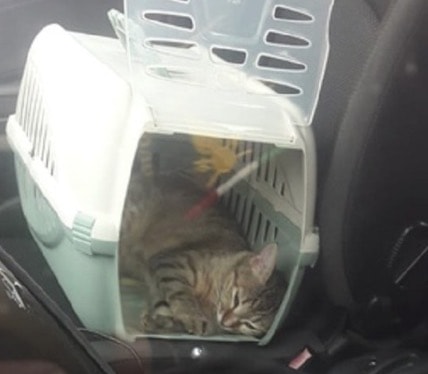 Gatti, cani e in auto: come trasportarli e viaggiare in sicurezza