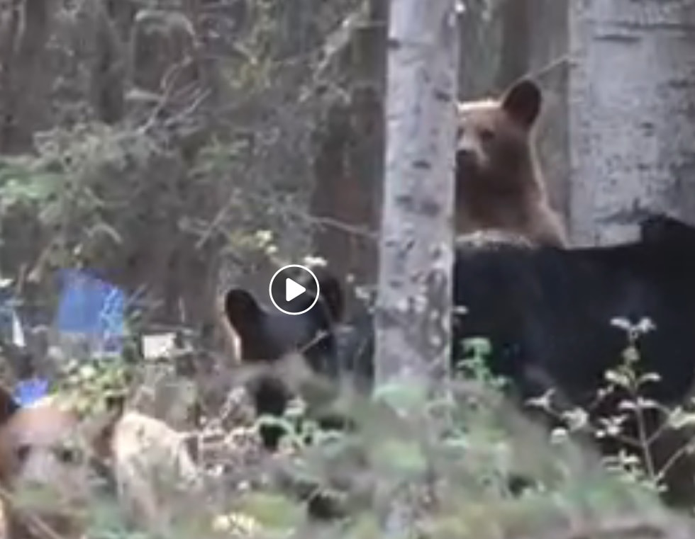 Fotografo è troppo vicino: mamma orso reagisce così