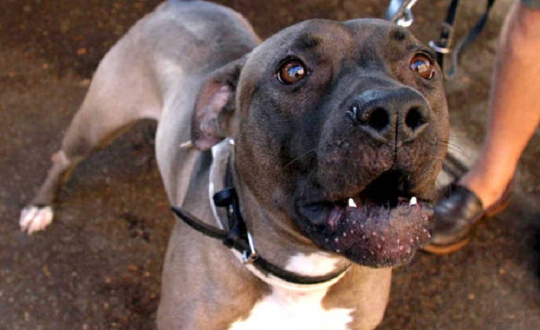 Palermo: il pitbull del fidanzato le stacca un braccio a morsi (foto d'archivio Ansa)