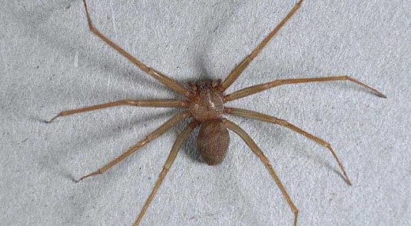 Ragno violino, allarme a Roma Sud: boom di casi all'ospedale