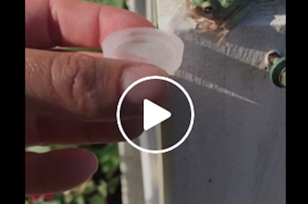 Baby ranocchia si tuffa nel tappo d'acqua: il video più visto del momento