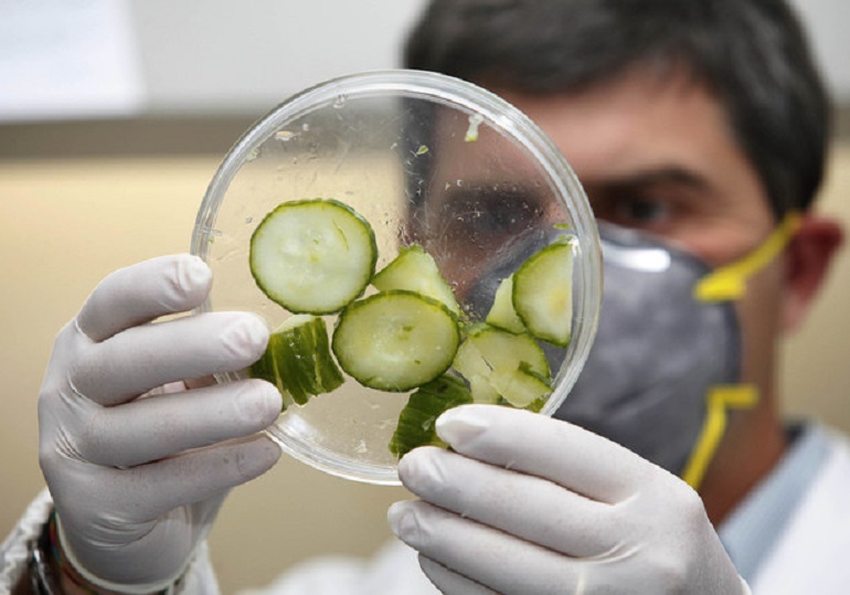 Salmonella, focolaio in Europa. EFSA: "Colpa di alcuni cibi pronti" (foto Ansa)