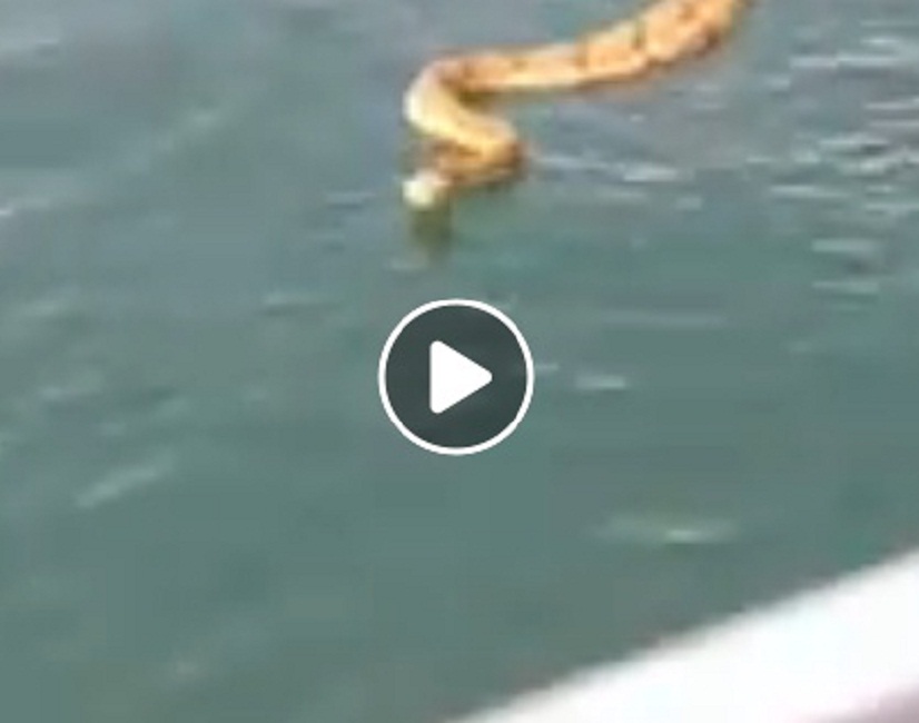 Serpente a sonagli nuota e salta sulla barca: panico a bordo VIDEO