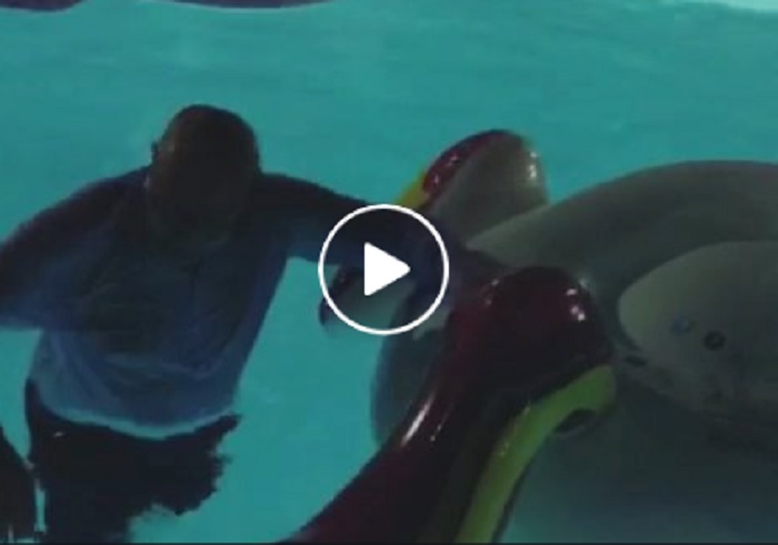 Vittorio Sgarbi si addormenta e cade in piscina vestito VIDEO