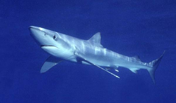 Squalo in Cornovaglia: divieto di fare il bagno in mare