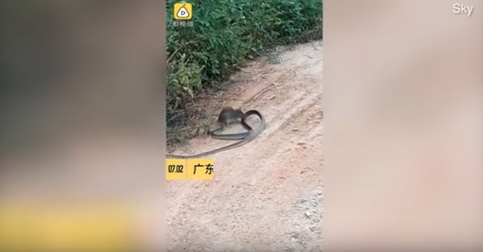 topo attacca il serpente