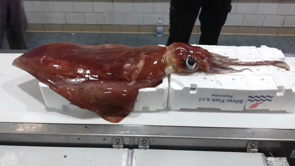 Fiumicino, pescato totano da 18 kg: è record2
