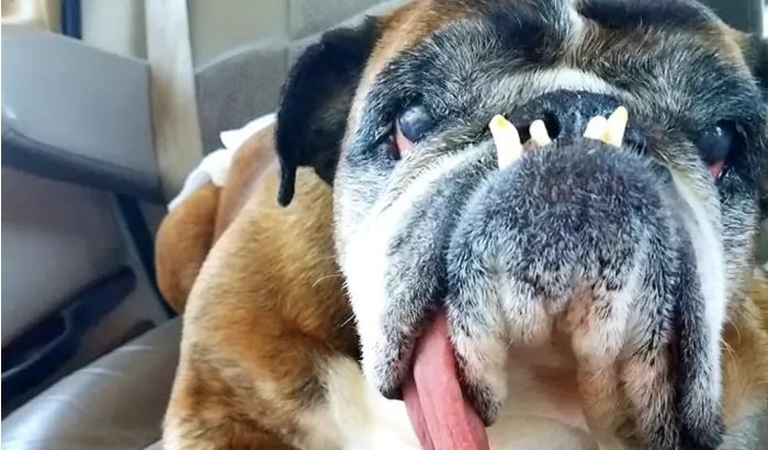 Zsa Zsa è il cane più brutto del mondo3