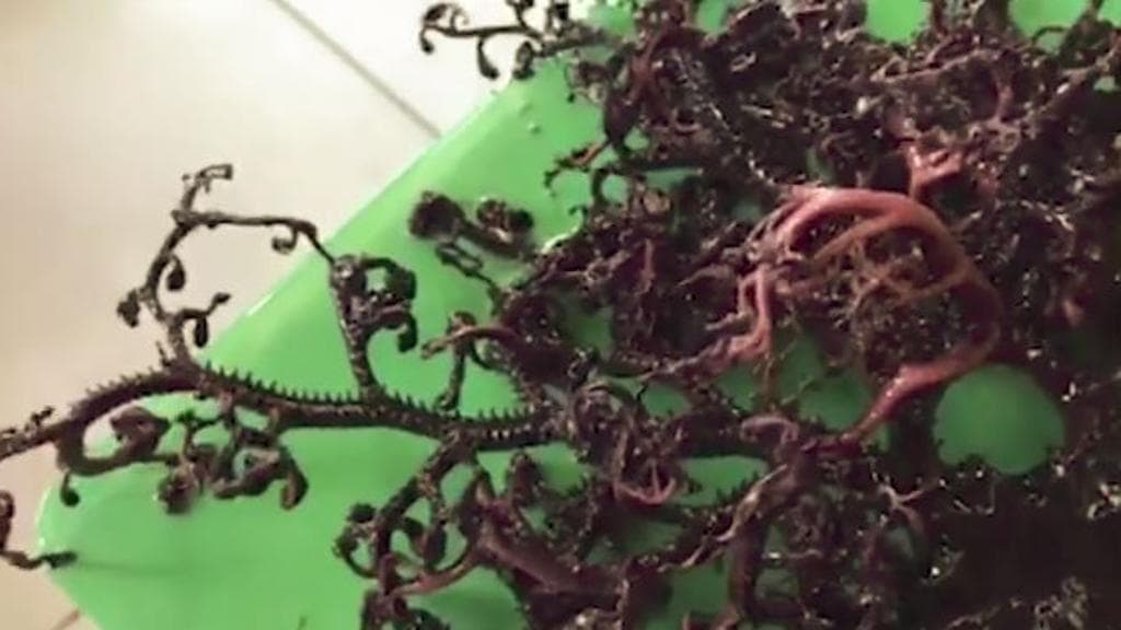 Creatura marina Vietnam