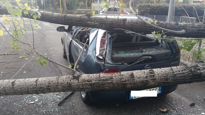 Roma, albero cade su auto: i due a bordo salvi per pochissimi centimetri