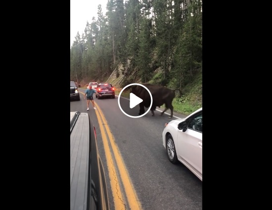 yellowstone bisonte