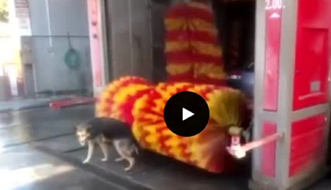 Il cane che scambia l'autolavaggio per toletta e si fa la doccia VIDEO