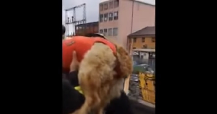 Cane superstiti Genova