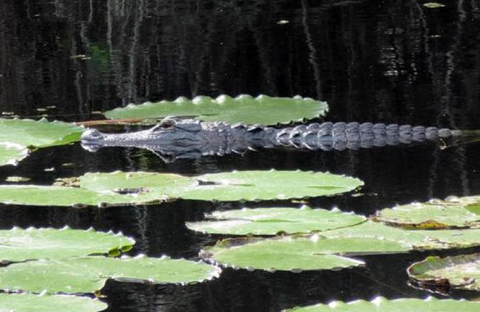 Alligatore attacca il suo cane, lei interviene e viene azzannata e uccisa