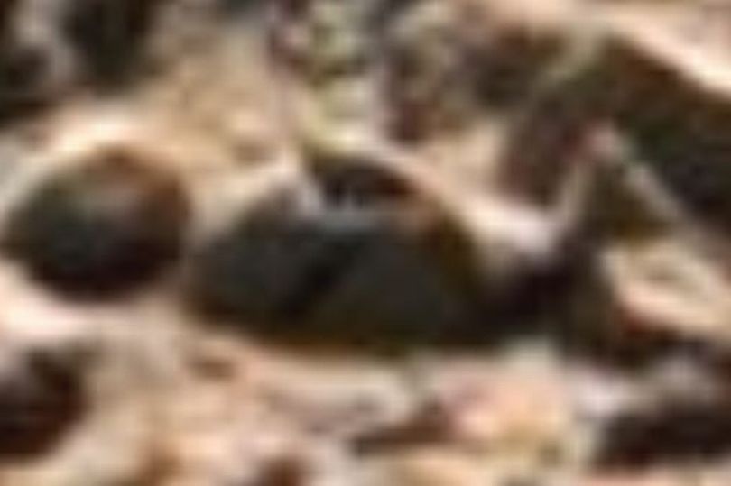 "Corpi alieni su Marte": misteriose sagome sul pianeta rosso