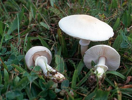 Cane muore per avvelenamento da funghi: li aveva mangiati in giardino