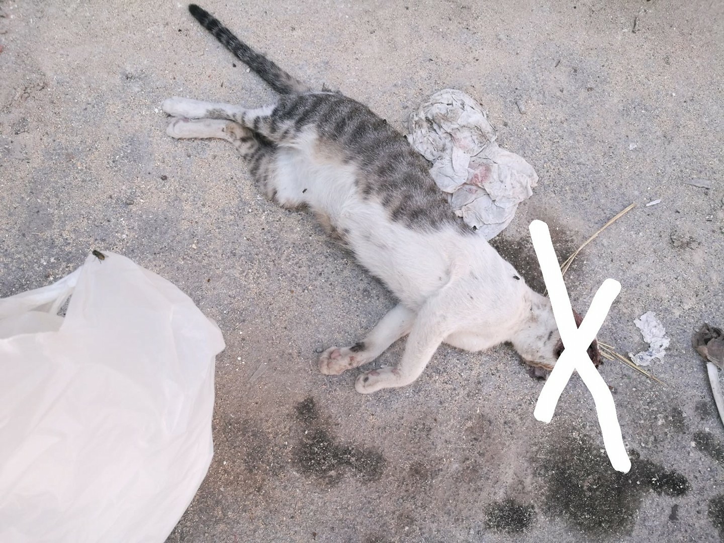 Marsala, gatta uccisa a sassate da alcuni ragazzini