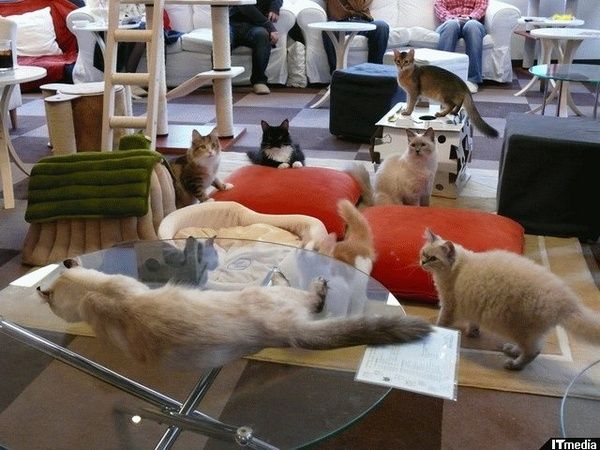 Cat hotel, in Giappone gli alberghi con i gatti
