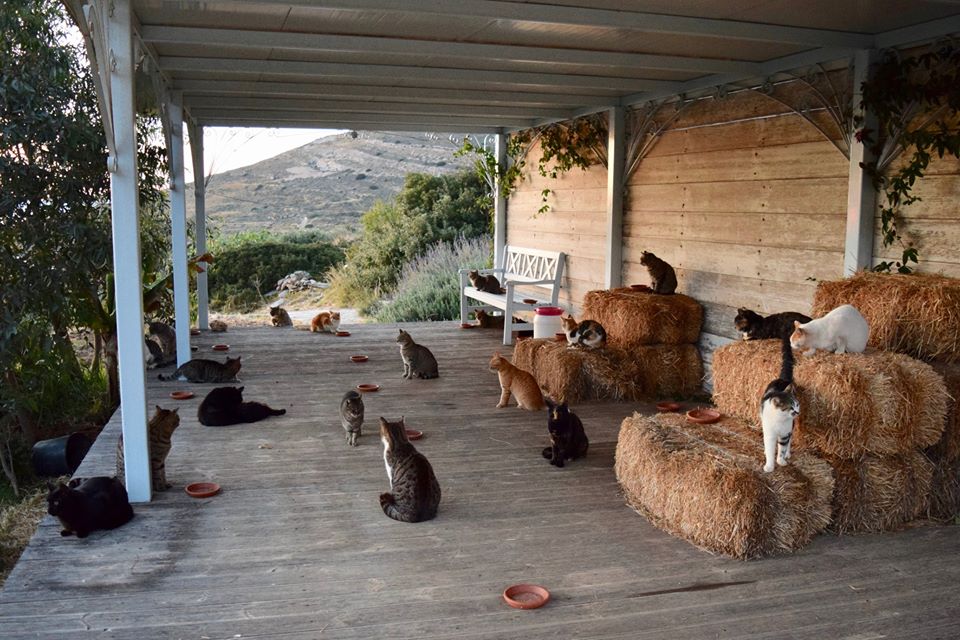 Grecia, cercasi accarezzatore di gatti sull'isola di Syros