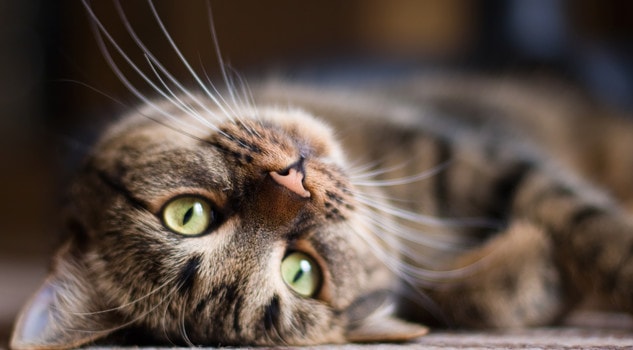 Gatti in estate, il cibo giusto con il caldo