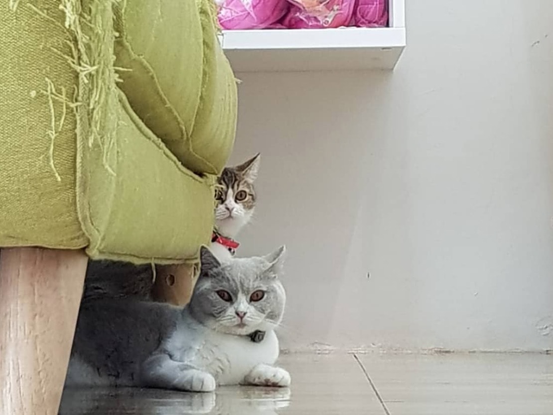 Gatti e vacanze, in Malesia la prima pensione di lusso per mici - VIDEO