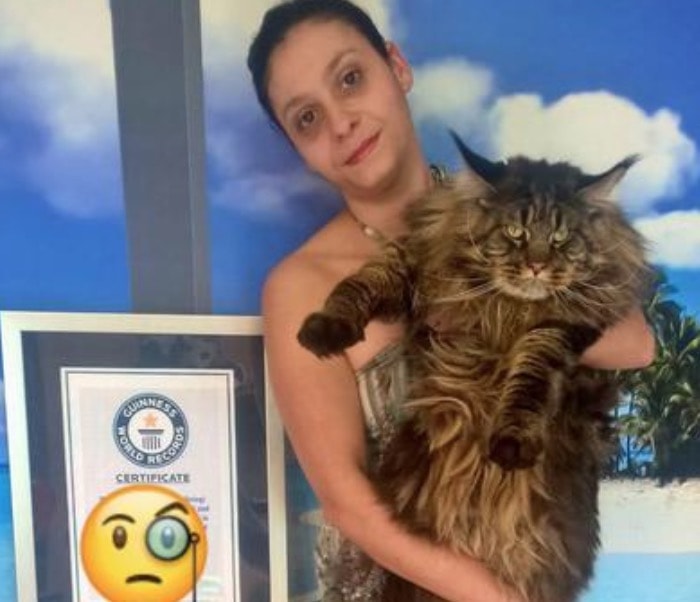 Vigevano (Pavia), il gatto più lungo del mondo? E' l'italiano Barivel