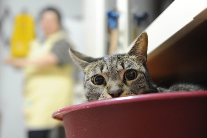 Gatti e cani in estate: 7 consigli per proteggerli da caldo e afa