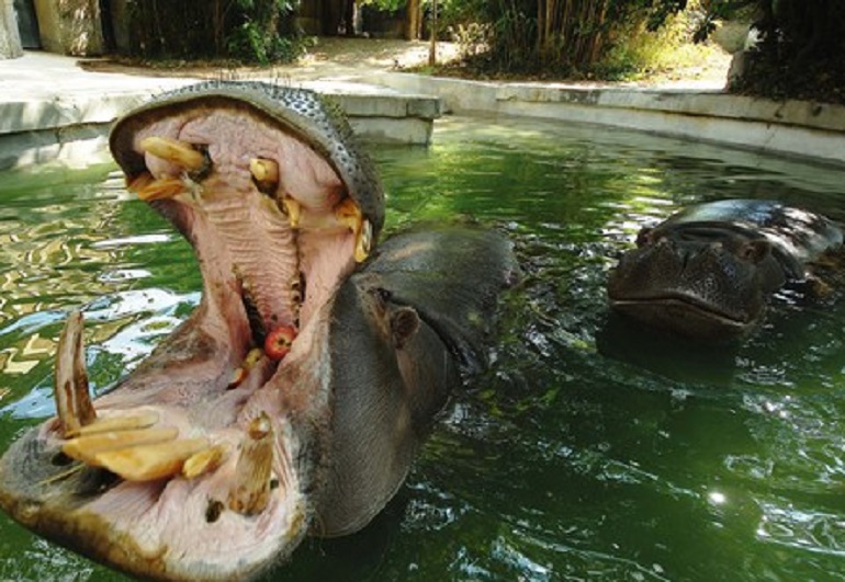 Kenya, ippopotamo uccide un turista cinese. Sei le vittime negli ultimi mesi (foto d'archivio Ansa)