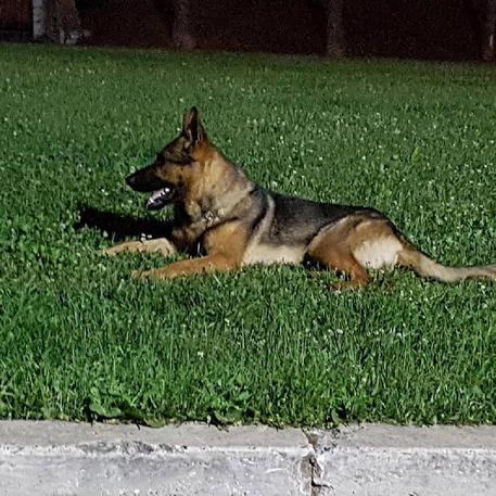 Kaos cane eroe di Amatrice? Lì non c'è mai stato. Il proprietario: "Mai detto"