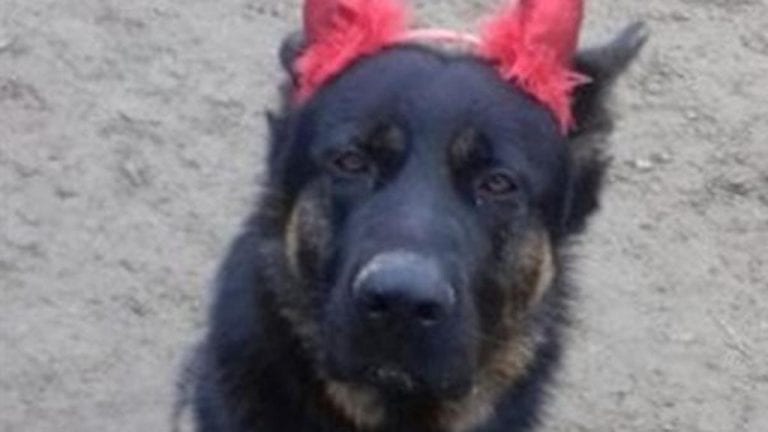 Kuma, taglia da 10mila euro sui killer del pastore tedesco