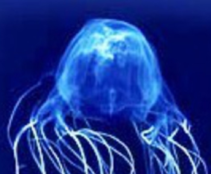 Cubomedusa, qui da noi non c'è: si trova nei mari tra l'Australia e le Filippine