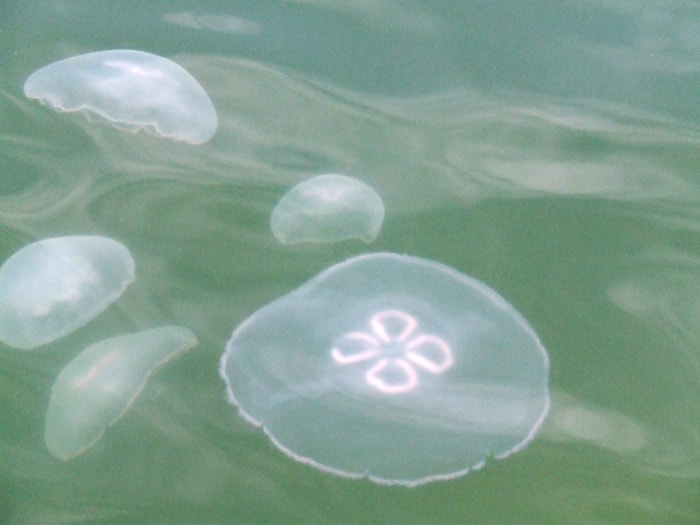 Rimini: bagnino libera le meduse raccolte dal ragazzino, il papà lo prende a badilate