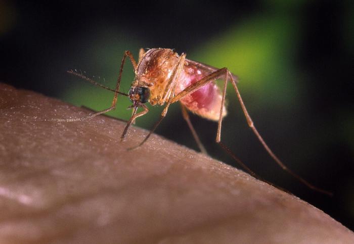 Virus West Nile, due casi a Milano: due uomini ricoverati