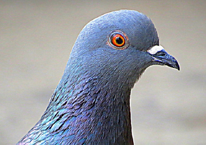 Carabiniere uccide piccione con fucile ad aria compressa: indagato a Roma