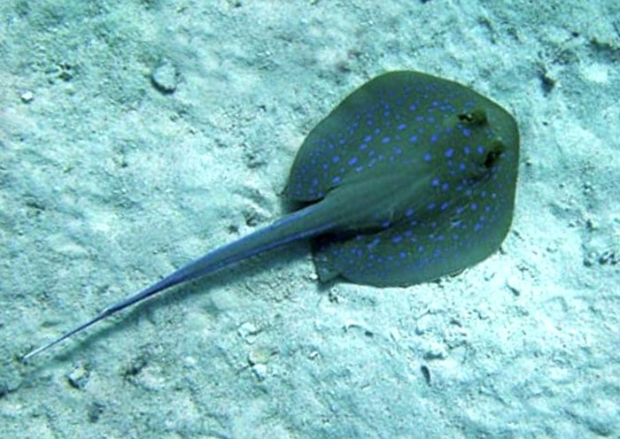 Chia, Sardegna: turista romano fa a pezzi una razza incinta sulla spiaggia. Denunciato