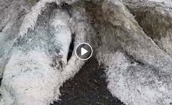 Russia: una specie di mammut marino gigantesco in spiaggia in stato di decomposizione VIDEO