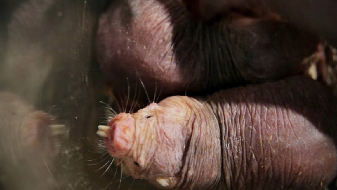 Talpa senza pelo, la bizzarra abitudine delle femmine con la regina